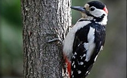 A great spotted woodpecker on a trunk