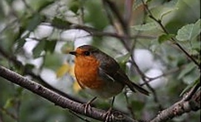 A robin in the hedgerow