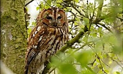A tawny owl among the trees