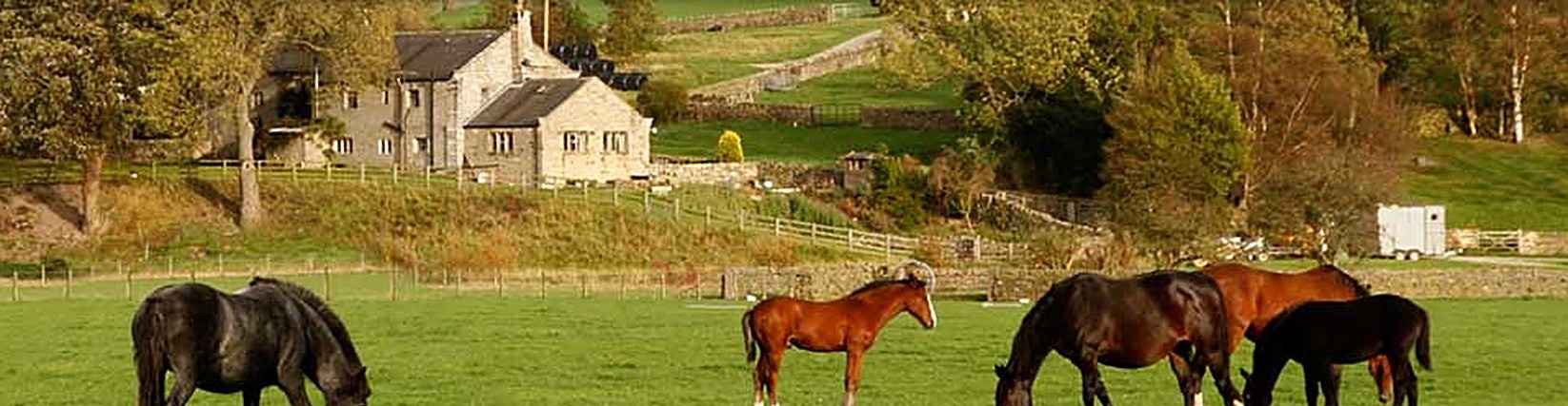 Horses grazing in front of the farmhouse with the Dales beyond